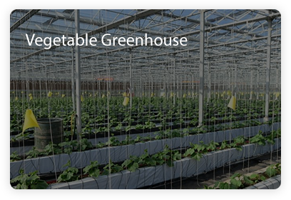 Vegetable-Greenhouse