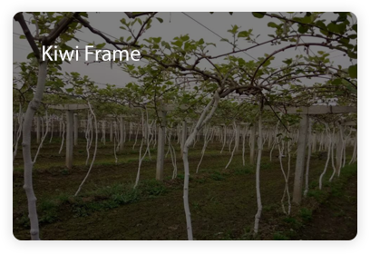 Kiwi-Frame